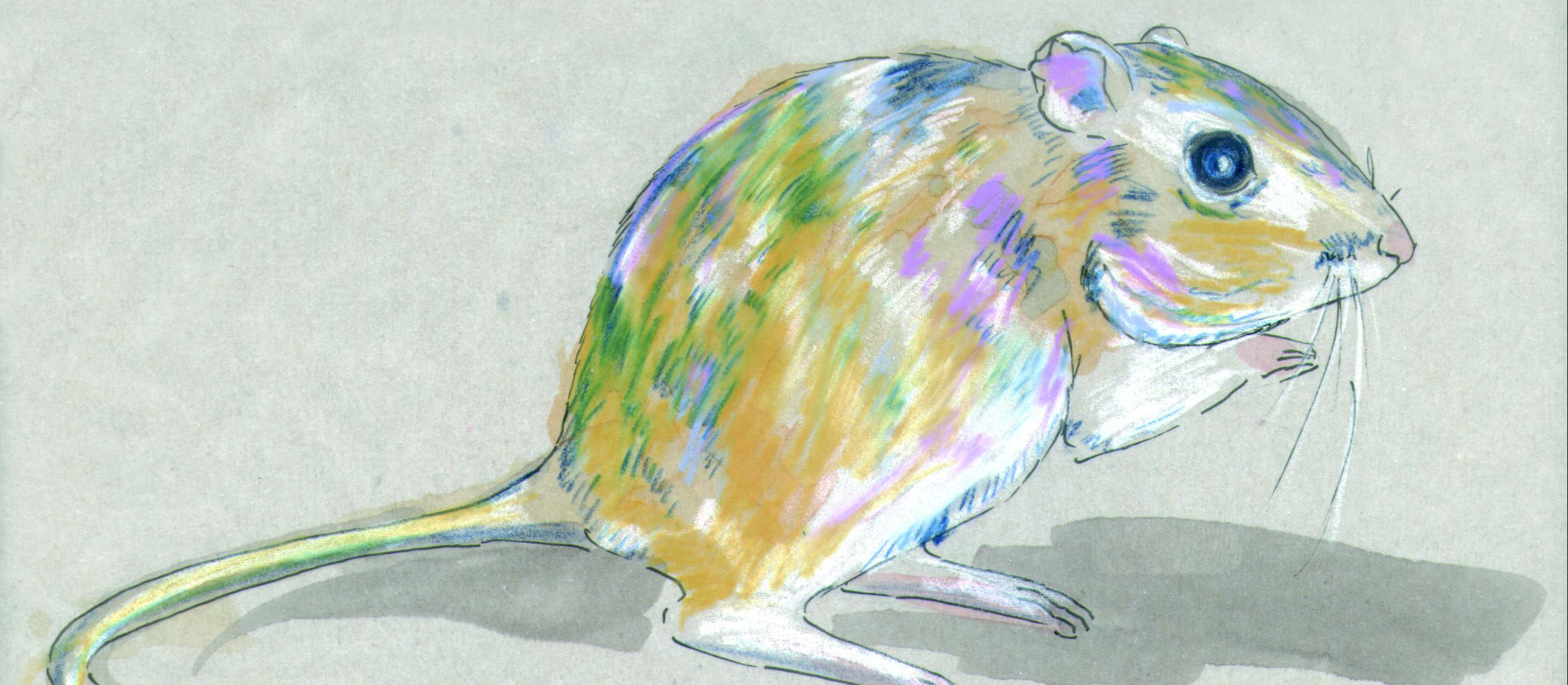 Drawing of kangaroo rat