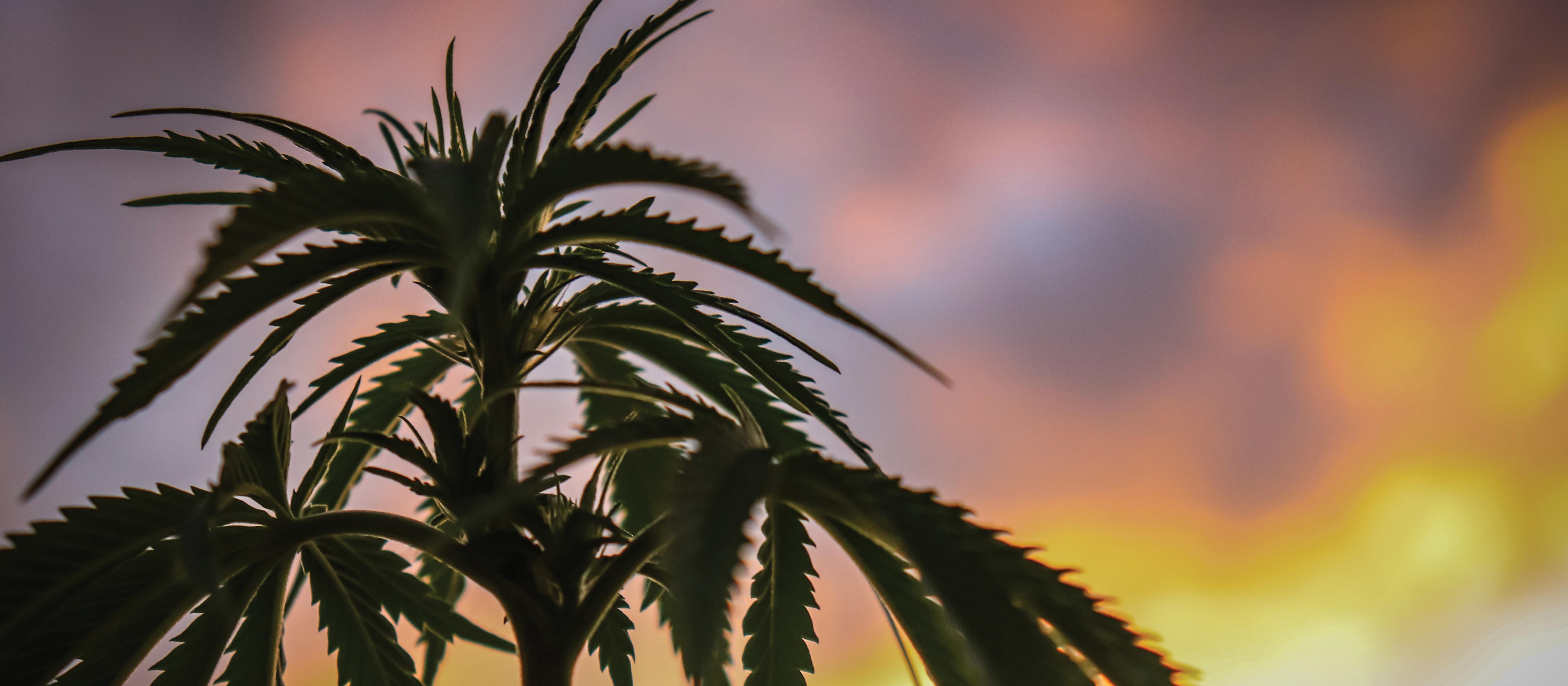 Cannabis plant. Photo: Kym Mackinnon on Unsplash