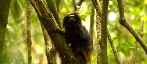 tamarin