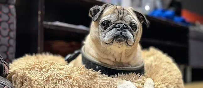 pug