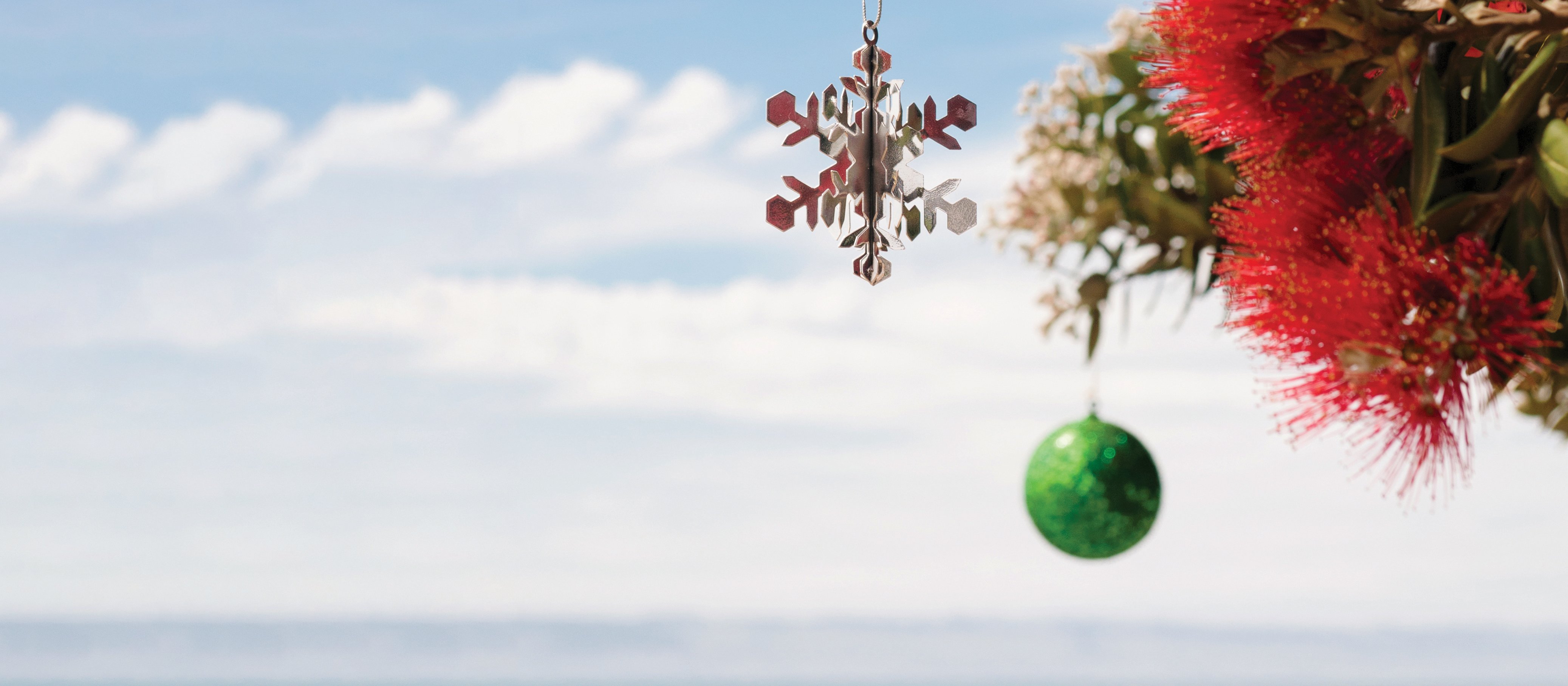 Christmas Pohutakawa tree at the beach - Credit: georgeclerk on iStock.com
