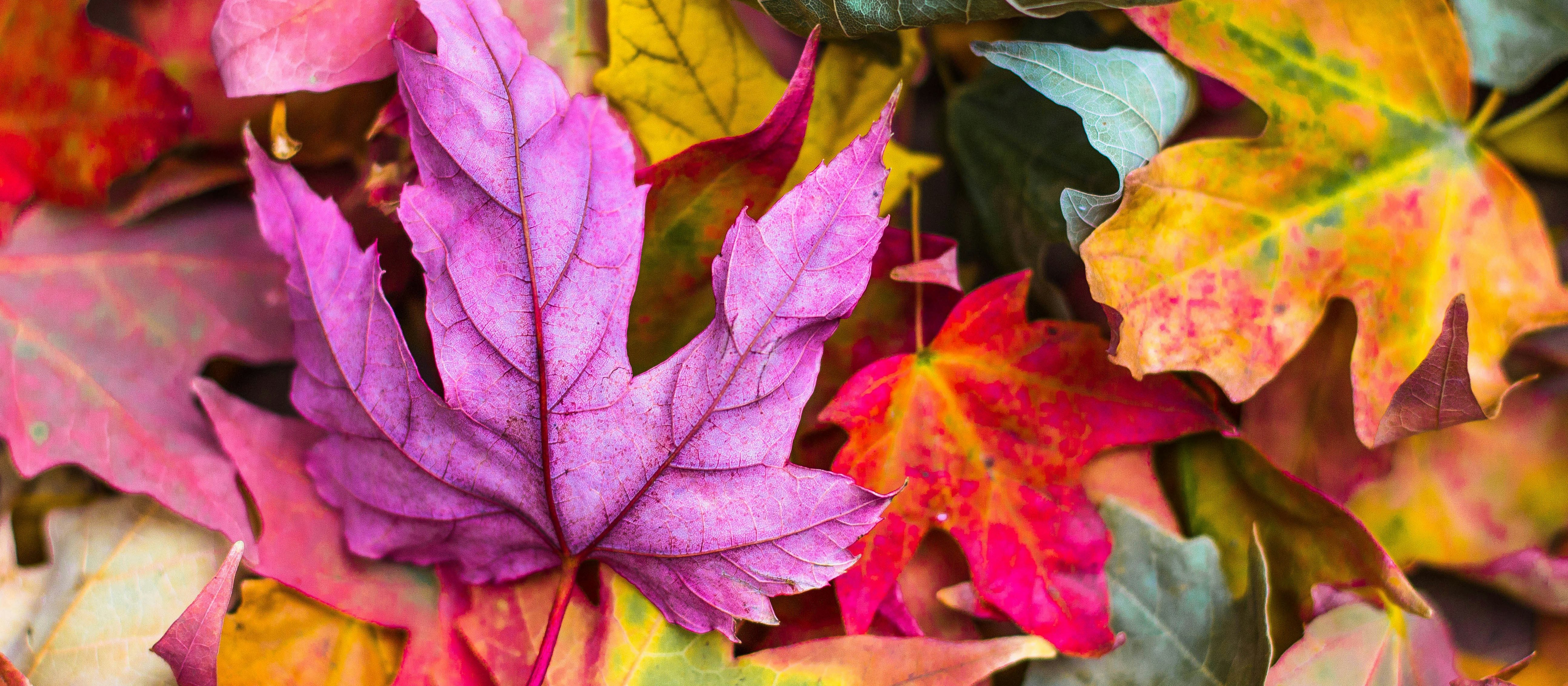 autumn leaves CR Jeremy Thomas on Unsplash 