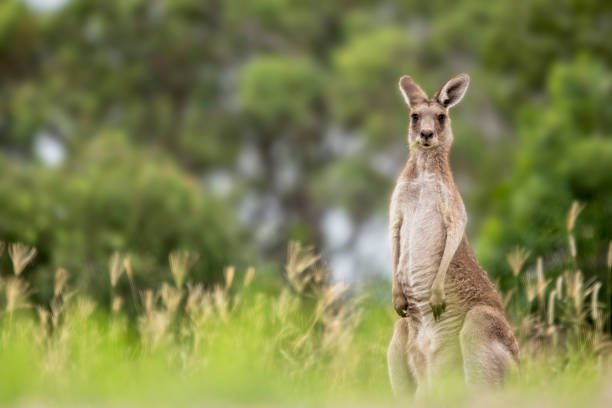 kangaroo