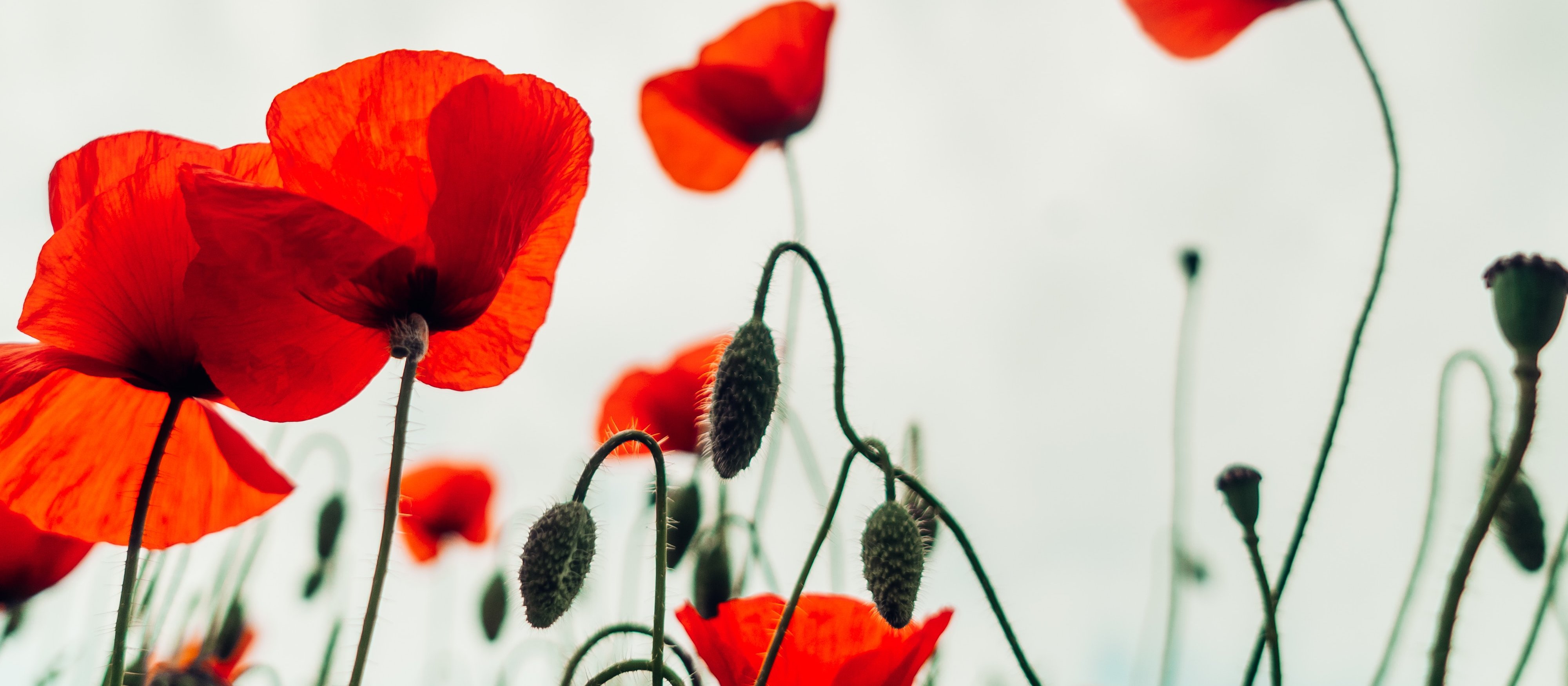 Poppies [Image: Ben Collins on Unsplash]