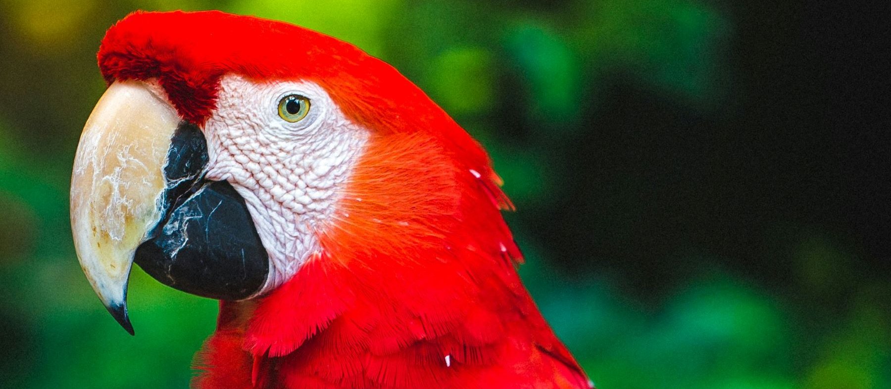 Parrot CR Christopher Alvarenga on Unsplash