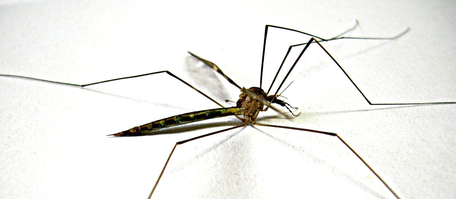 mosquito