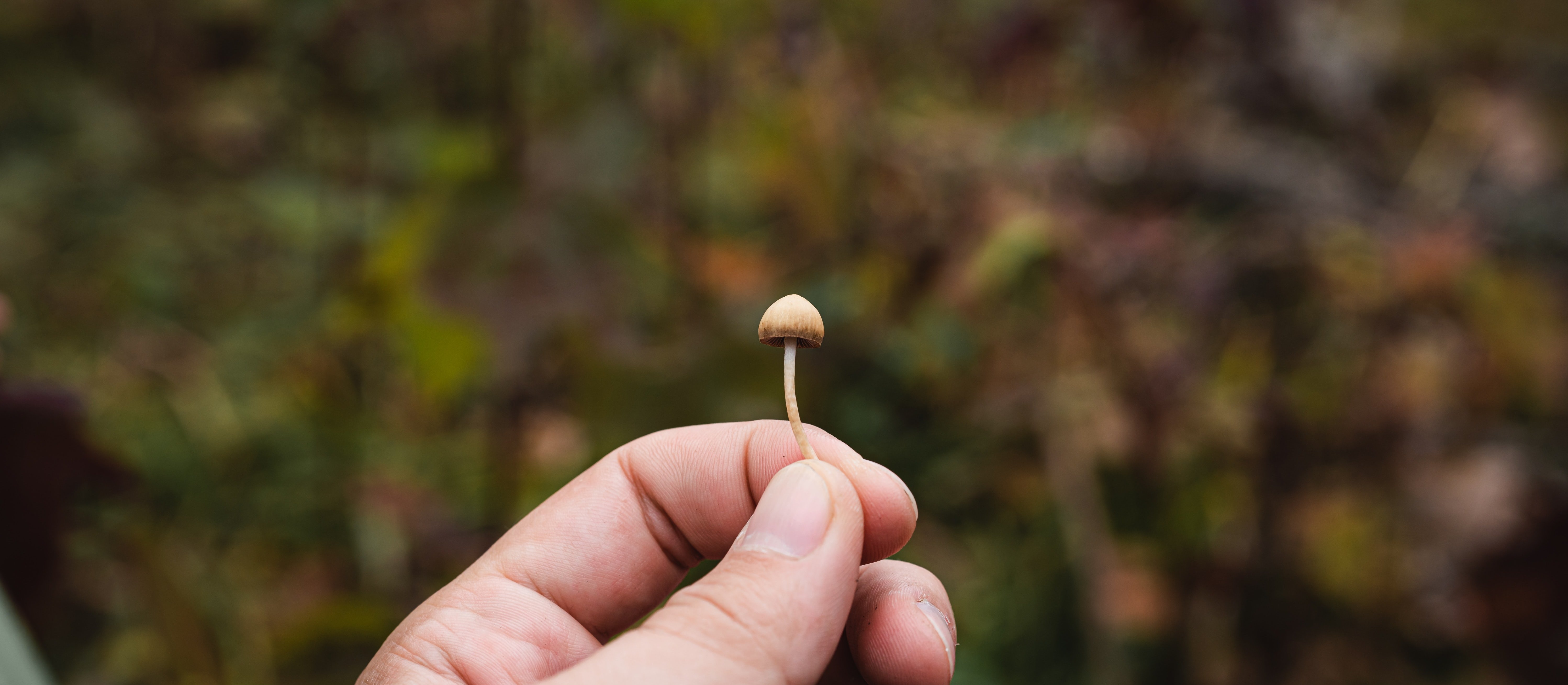 magic mushroom CR Artur Kornakov on Unsplash