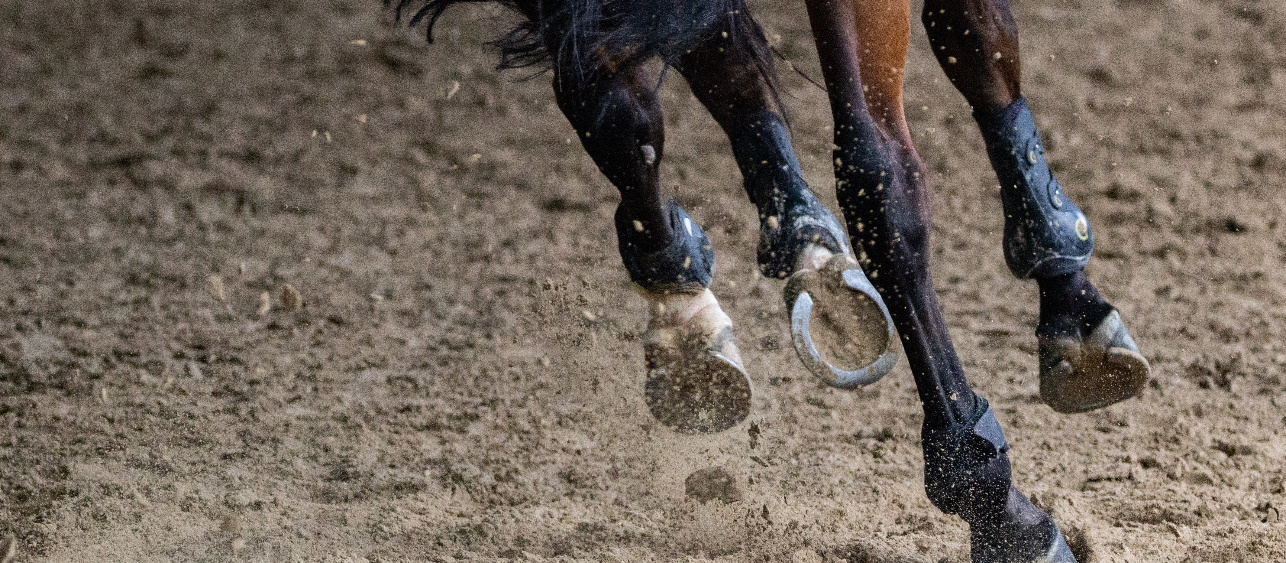 Brown horse running on field [Philippe Oursel on Unsplash]