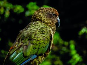 Kea