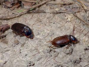 Tasmanian grass grubs