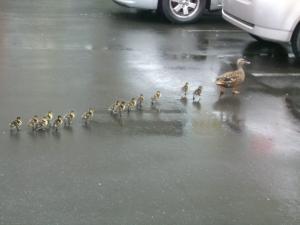 Ducks leaving