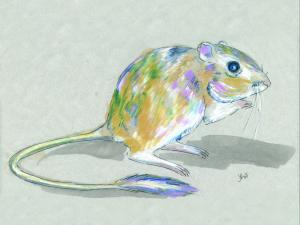 Drawing of kangaroo rat