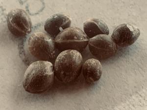 cannabis seeds