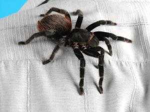 Bird spider on a mans shoulder