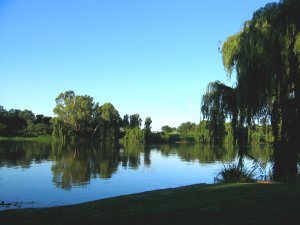 mirror, reflection, trees, river