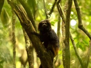 tamarin