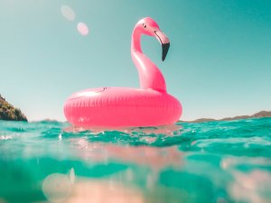 Pink flamingo, pool