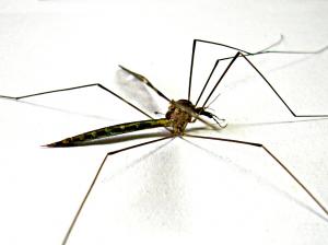 mosquito